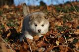 ALASKAN MALAMUTE 580